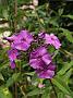 Phlox Blue Paradise_2